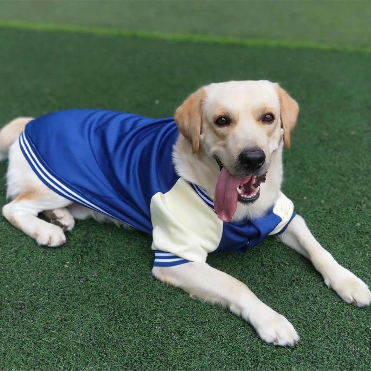 Baseball T-shirt for dogs, perfect for sporty pets.