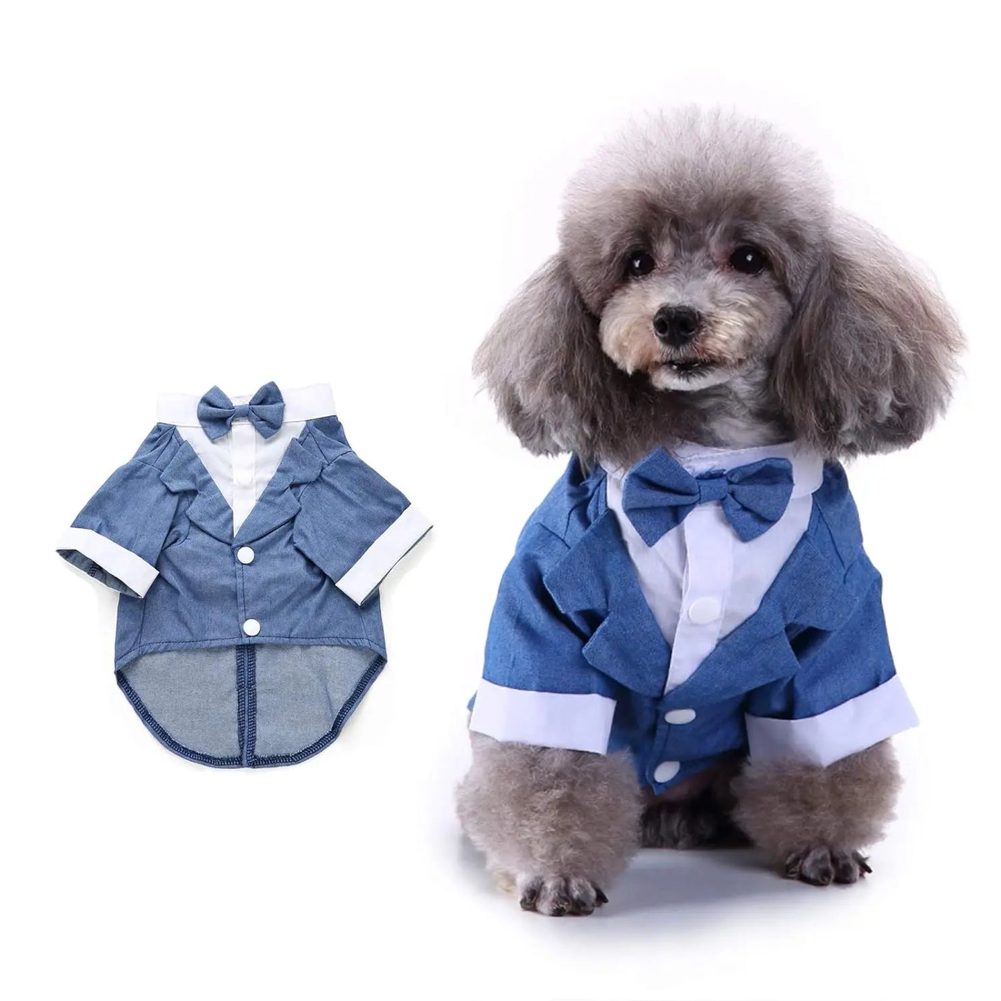 Blue tuxedo for pets, adding elegance and class to any occasion.