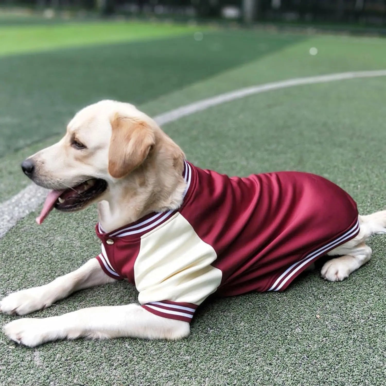 Cute baseball T-shirt designed for dogs