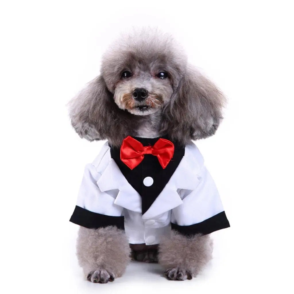 Dog Wedding Outfit Cute | White Tuxedo - Petaloons