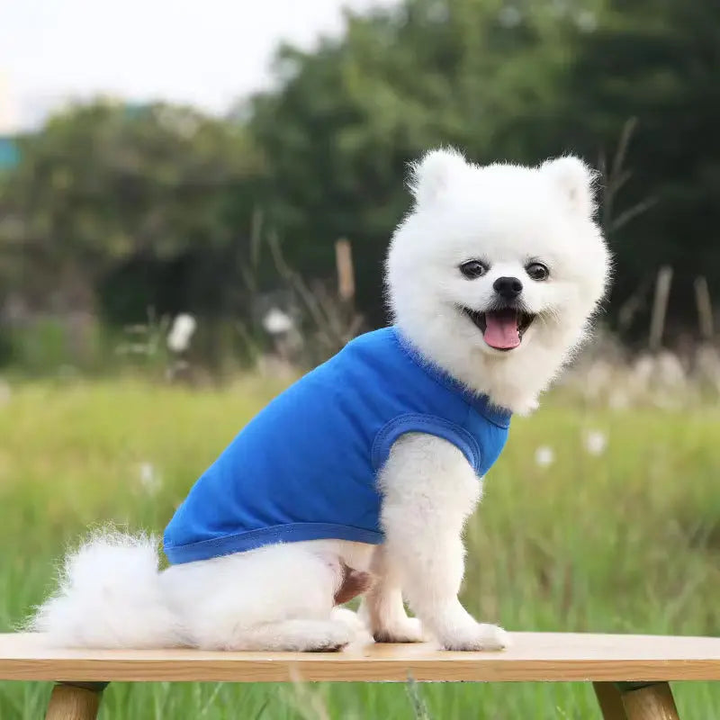 Plain blue pet T-shirt for everyday wear.