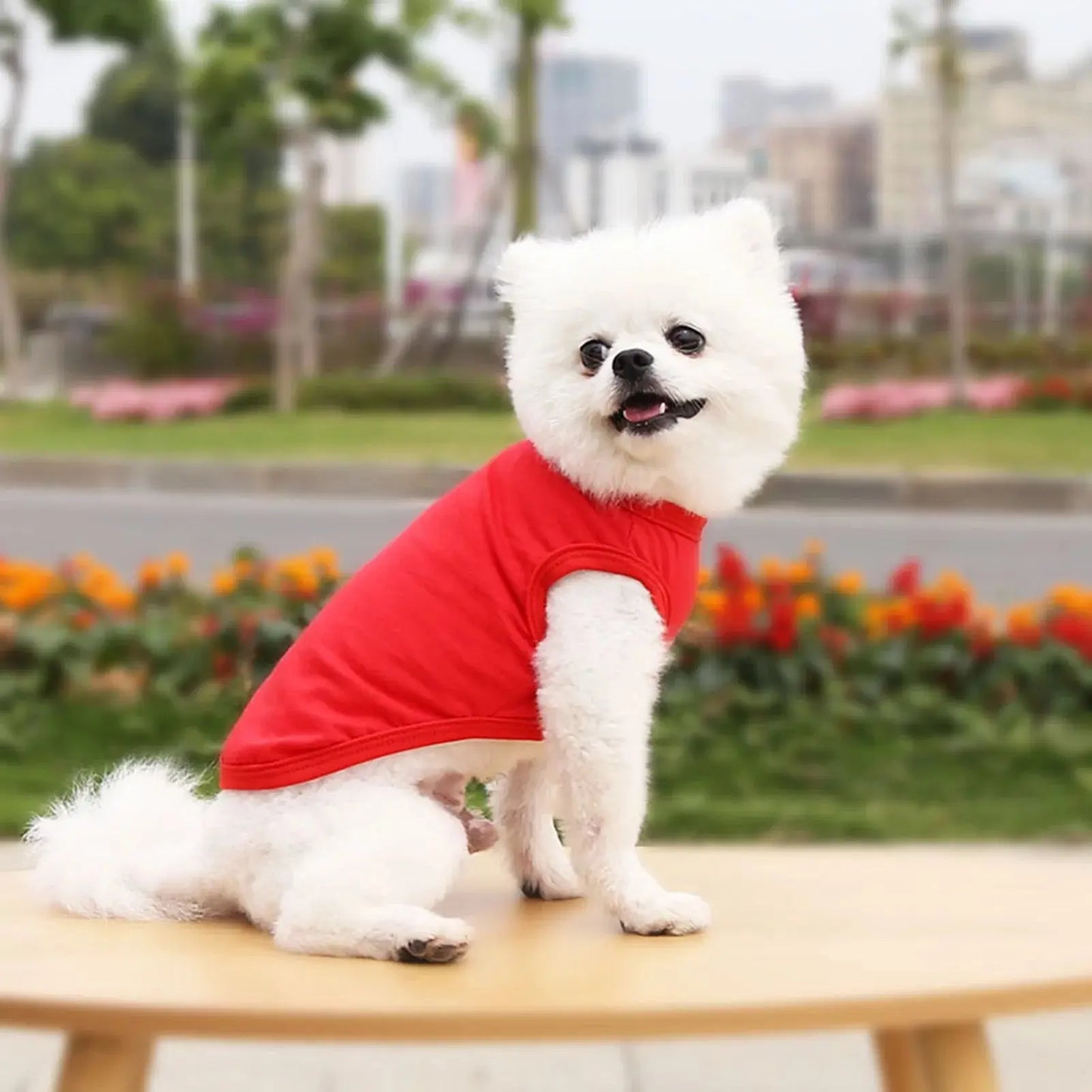 Plain red pet tee, ideal for a simple and classic look.